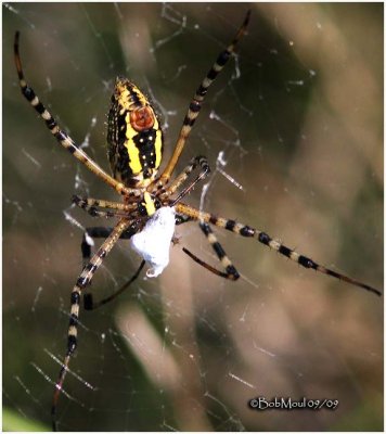 Banded Argiope-Underneath