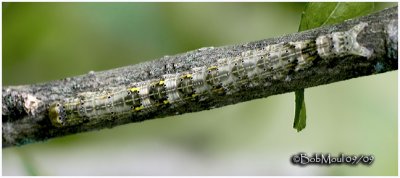 Hibiscus Leaf Moth Caterpillar Anomis commoda #8347