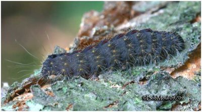 Speared Dagger Moth Caterpillar Acronicta hasta #9229