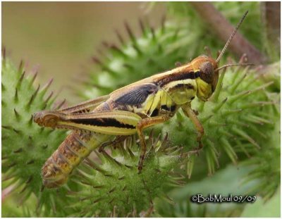Red-legged Grasshopper-Nymph