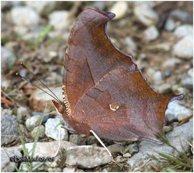 <h5><em><big>Question Mark-Form fabricii (Female-Winter)</big><BR><em>Polygonia interrogationis</em></h5>