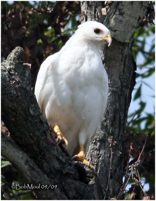 Leucistic Red-tailed Hawk