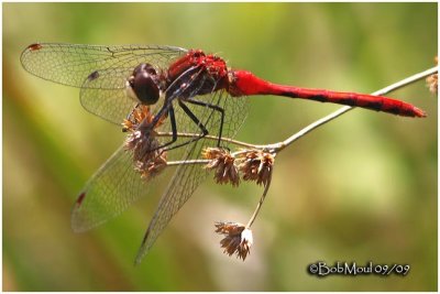 White-faced Meadowhawk-Sept. 21, 2009