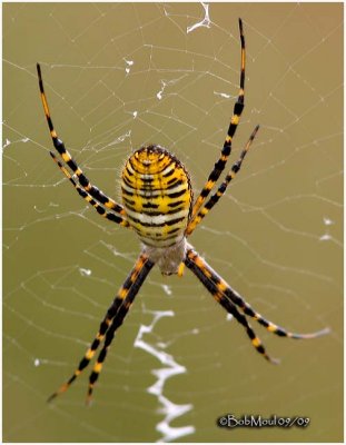 Banded Argiope Spider