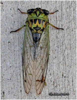 Linne's Cicada-Female