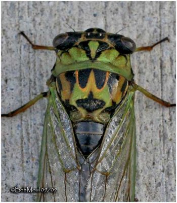 Linnes Cicada-Female