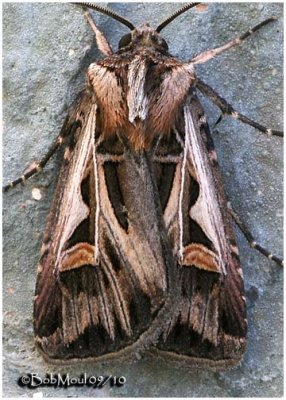 Dingy Cutworm MothFeltia jaculifera #10670
