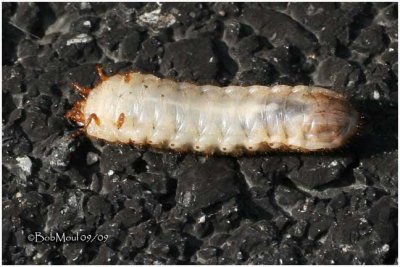 Green June Beetle Larva