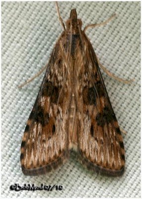 Lucerne MothNomophila nearctica #5156