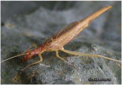 Pine Tree Cricket-Nymph