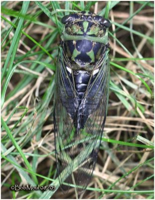 Linne's Cicada-Male