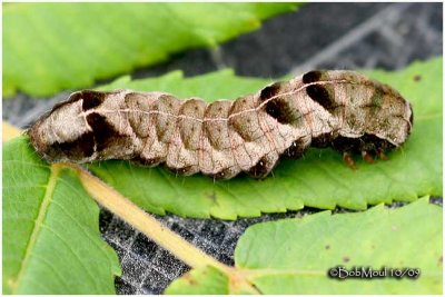 Hitched Arches Moth CaterpillarMelanchra  adjuncta #10292
