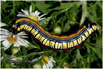 Brown Hooded Owlet Moth CaterpillarCucullia convexipennis #10202</em