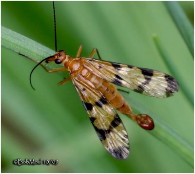 Scorpion Fly-Male