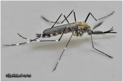 Mosquito-Male