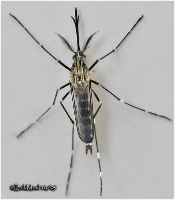 Mosquito-Male