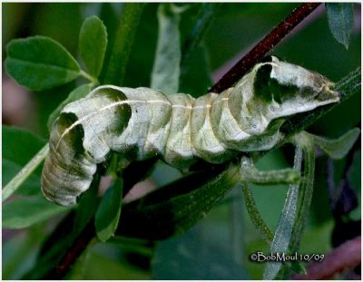 Hitched Arches Moth CaterpillarMelanchra adjuncta #10292