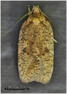 Thelma's Agonopterix MothAgonopterix thelmae #0884