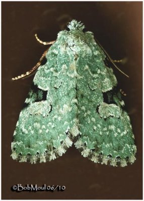 <h5><big>Green Leuconycta Moth<br></big><em>Leuconycta diphtheroides #9065</h5></em>