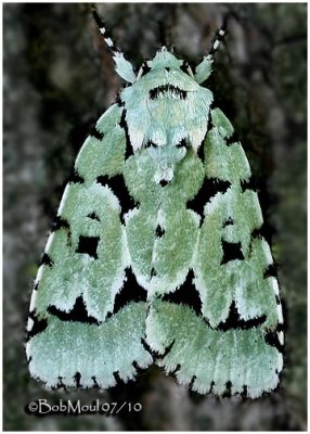 Green Marvel MothAgriopodes fallax #9281