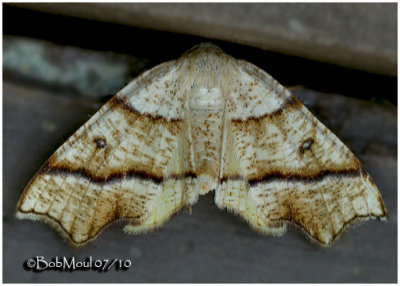 Hollow-spotted Plagodis Moth Plagodis alcoolaria #6844