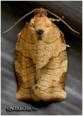 Oblique-banded Leafroller MothChoristoneura rosaceana  #3635