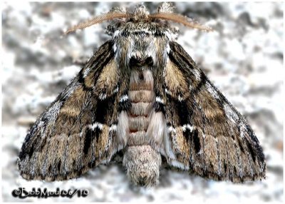 Georgian Prominent MothHyperaeschra georgica #7917