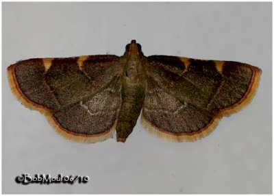 Dolichomia olinalis  MothDolichomia olinalis  #5533