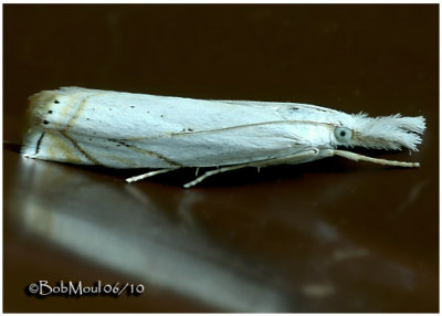 Small White Grass-Veneer MothCrambus albellus  #5361