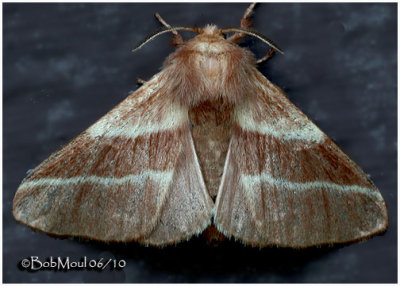 Eastern Tent Caterpillar MothMalacosoma americanum #7701 