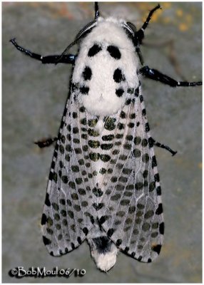 Leopard MothZeuzera pyrina #2700