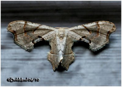 Brown Scoopwing MothCalledapteryx dryopterata #7653