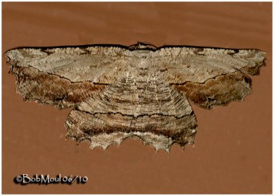 Common Lytrosis MothLytrosis unitaria #6720