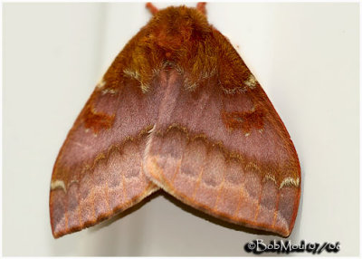 IO Moth-FemaleAutomeris IO #7746