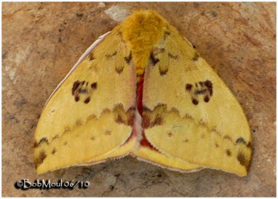 IO Moth-MaleAutomeris IO #7746