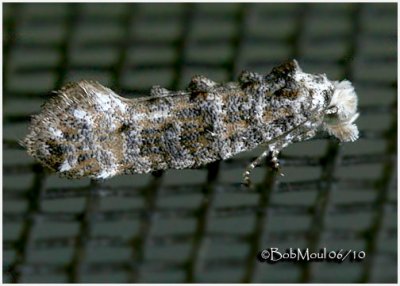 Speckled Xylesthia MothXylesthia pruniramiella #0317