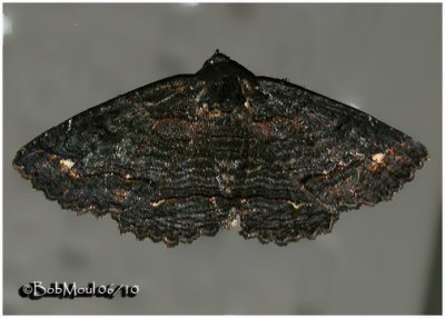 Black Zale MothZale undularis #8695