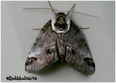 Small Baileya MothBaileya australis #8973