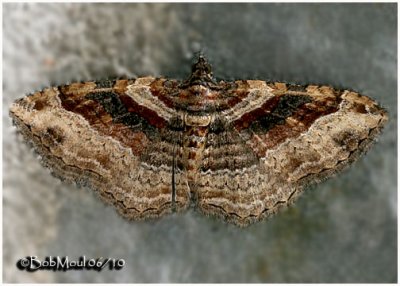 Bent-line Carpet Moth-FemaleCostacovexa centrostrigaria #7416