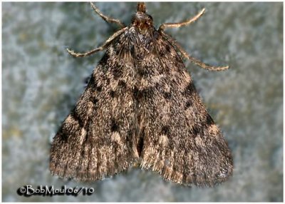 <h5><big>Large Tabby Moth<br></big><em>Aglossa pinguinalis  #5516</h5></em>