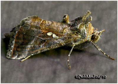 Two-spotted Looper MothAutographa bimaculata #8911