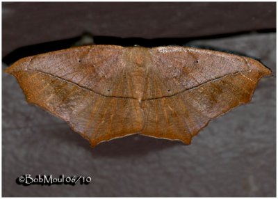 <h5><big>Large Maple Spanworm Moth<br></big><em>Prochoerodes linelola #6982</h5></em>