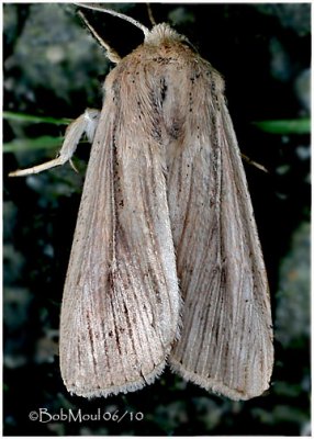 Many-lined Wainscot MothLeucania multilinea  #10446