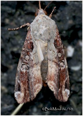 Orbed Narrow-wing MothMagusa divaricata  #9637.1
