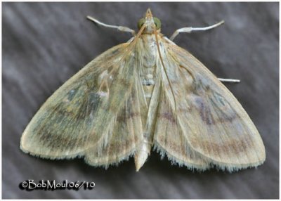 Pale-winged Crocidophora MothCrocidophora tuberculalis  #4945