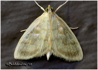 Pale-winged Crocidophora MothCrocidophora tuberculalis  #4945