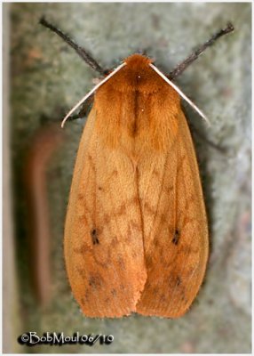 Isabella Tiger Moth  Moth Pyrrharctia isabella #8129
