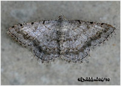 Faint-spotted Angle MothDigrammia ocellinata  #6386