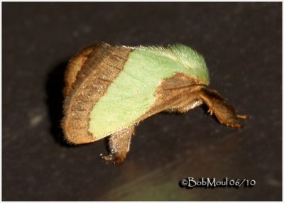 Smaller Parasa MothParasa chloris  #4698