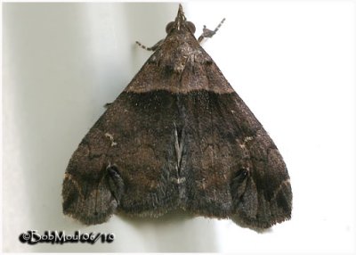 Ambiguous Moth-MaleLascoria ambigualis #8393